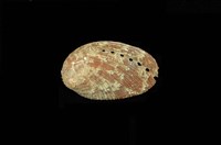 藏品(九孔螺)的圖片